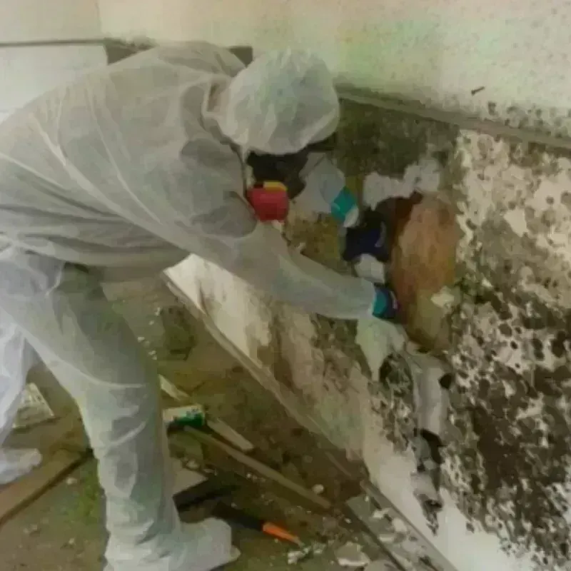 Mold Remediation and Removal in Hackberry, LA